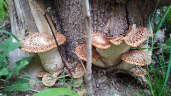 Another, but delayed, season of Cerioporus squamosus