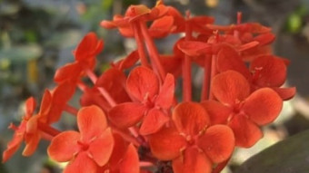 Fiery Beauty of Rangan Flowers,A Photography Journey