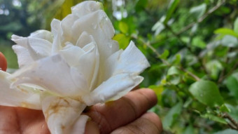 Gndoraj Flower Photography.