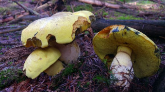 Very rare boletus - Daffodil boletus