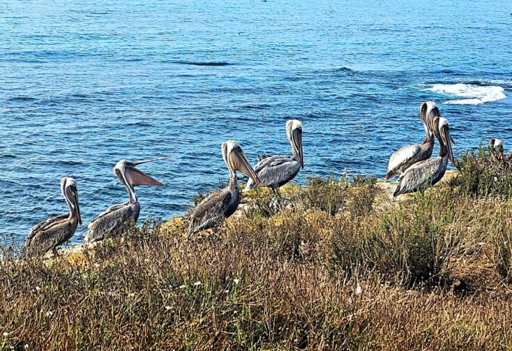 La Jolla