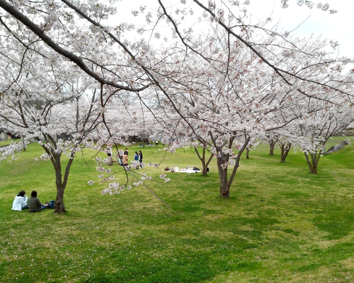 Japanese Cherry Blossom