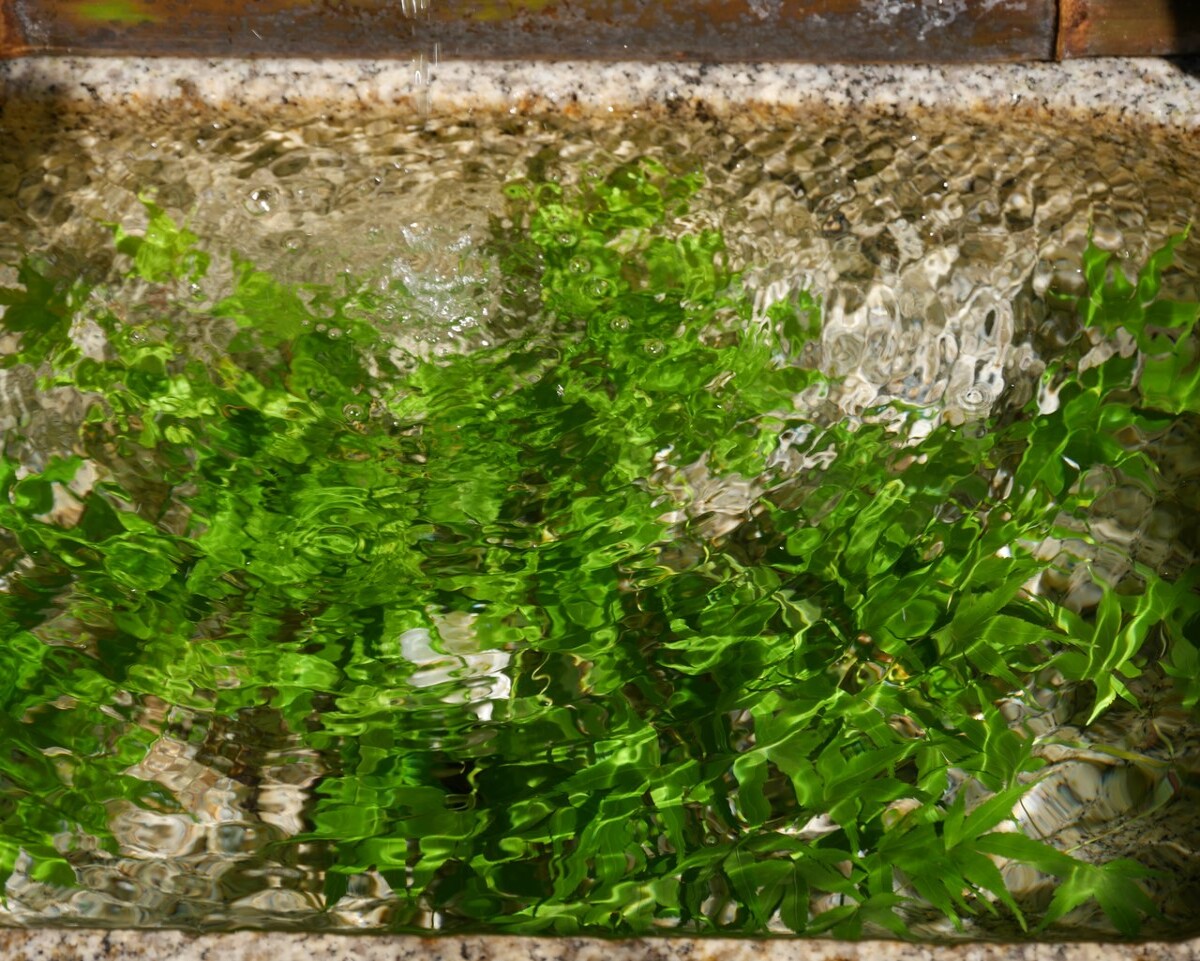 Plants and water