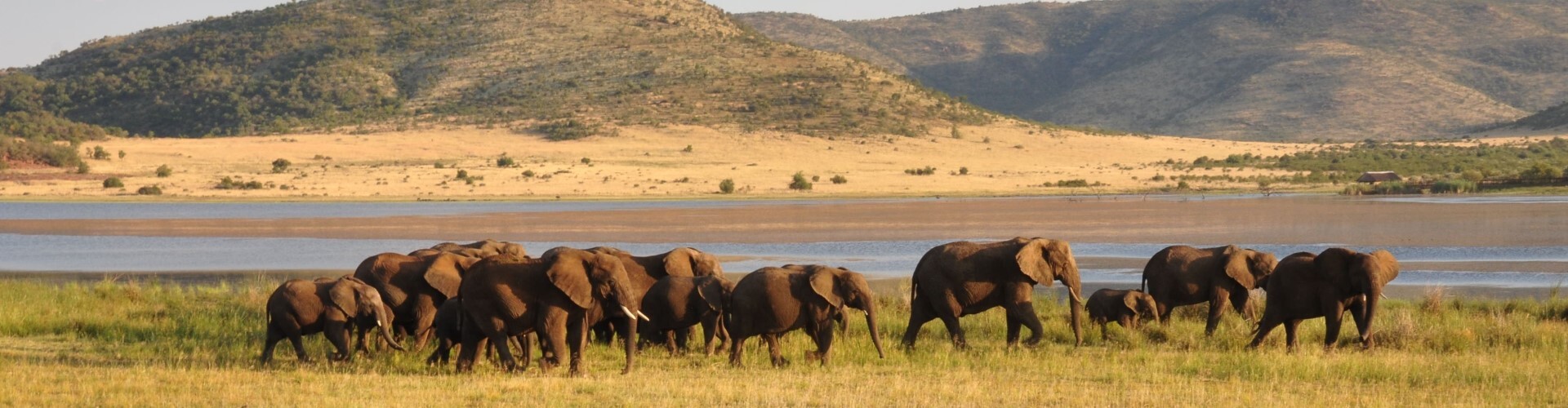 Endangered animals