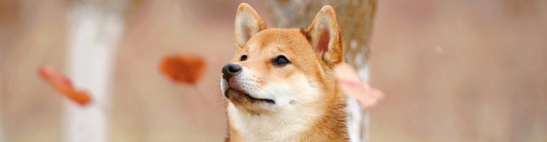 Why I took my Doge to the VET