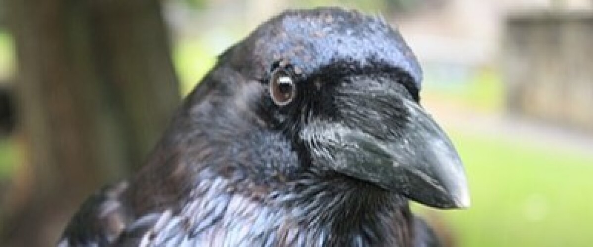 Ravensklaw Rants