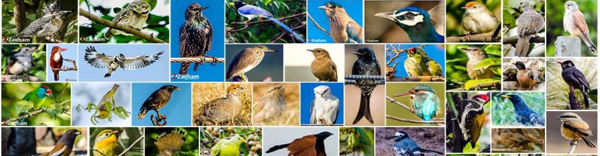 Wildlife of Pakistan