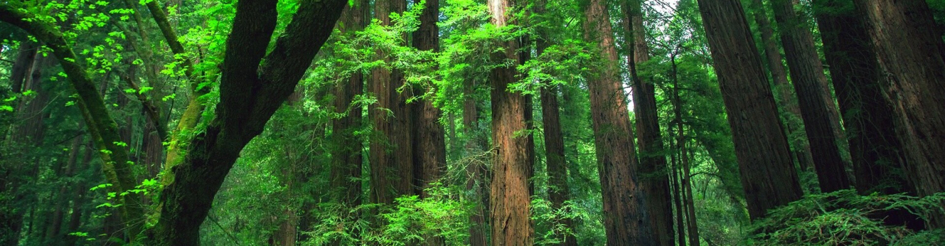 Nature World