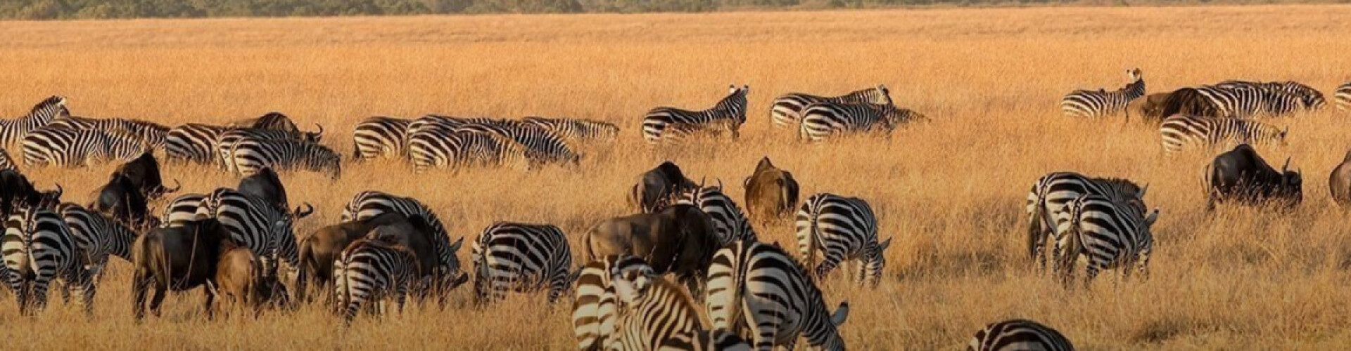 Crypto Safari