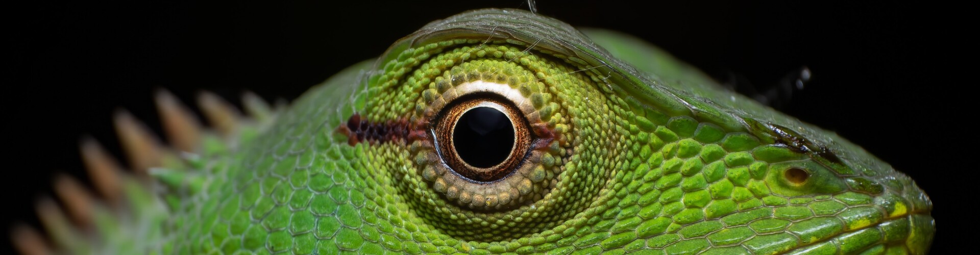 A cheaper and detailed look into macro world