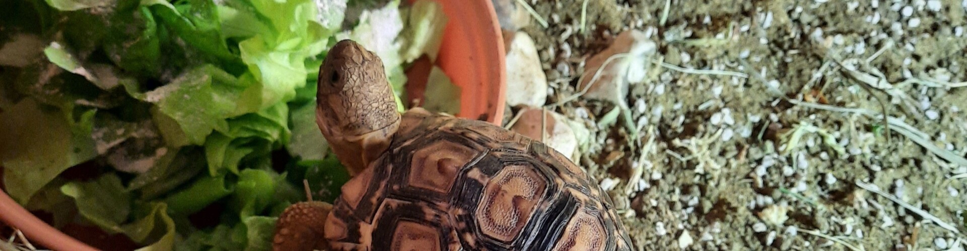 Crypto the Trading Tortoise