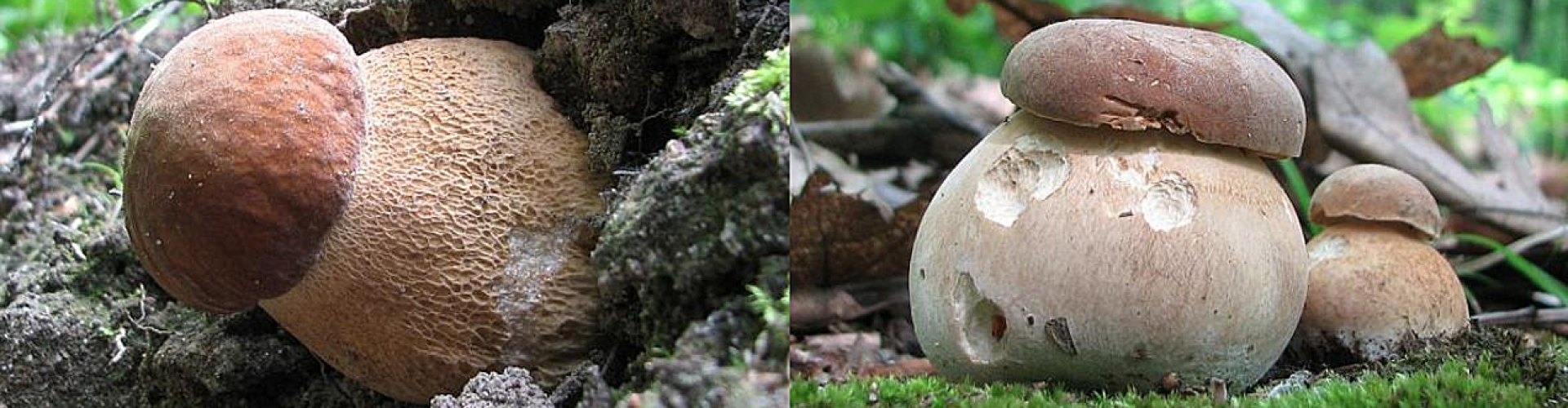 Nature - mushrooms