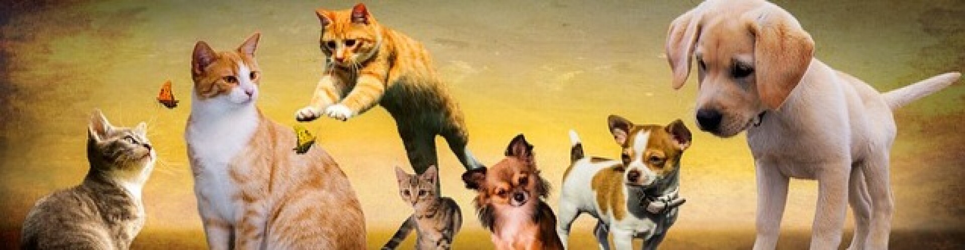 Cat And Dog Tips