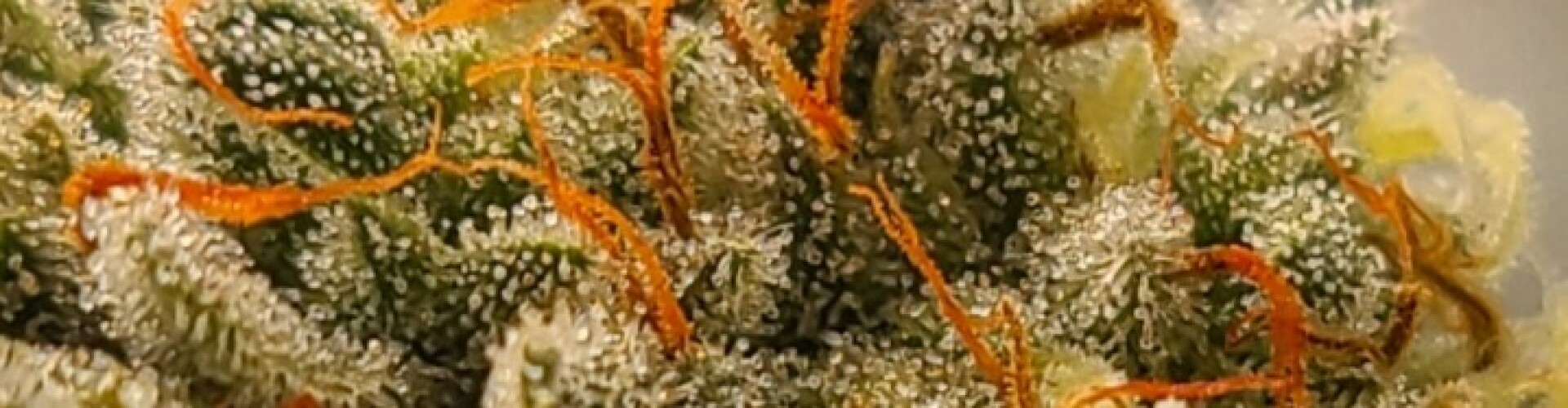 Medical Cannabis Grow Blog