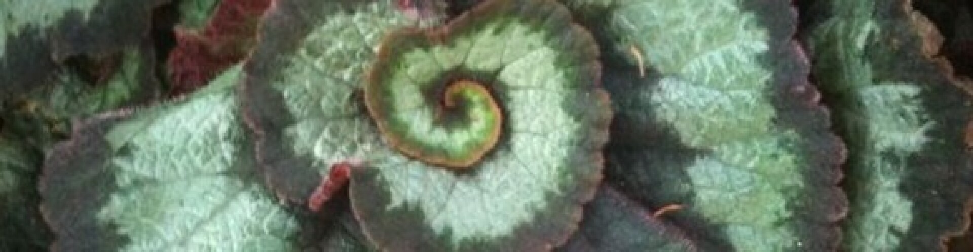 Mark of Nine
