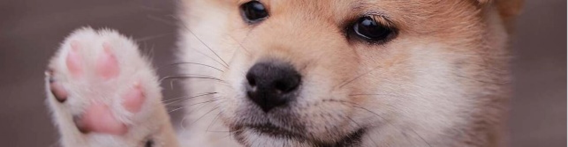 What  Is Babydoge?