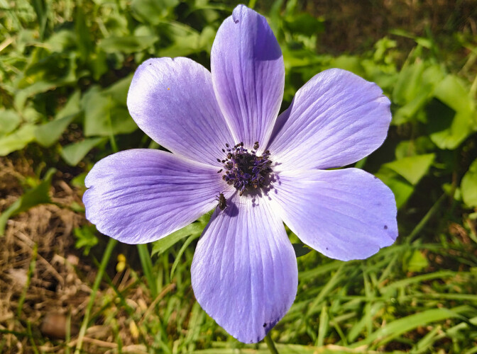 Nature Photography Flowers and Insects