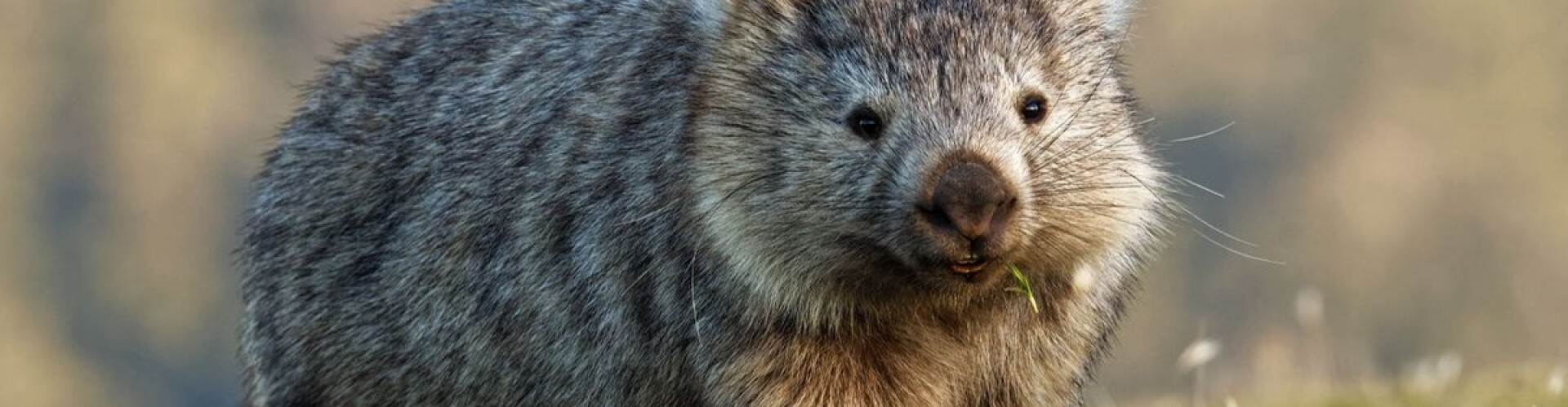 Crypto Wombat