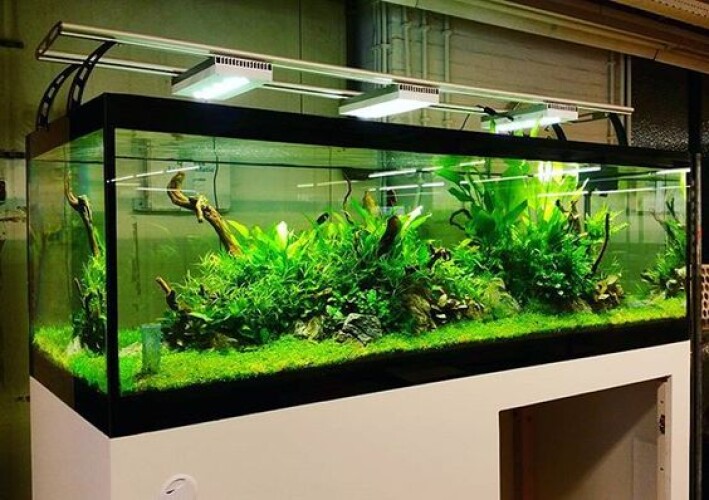 Aquarist Guide