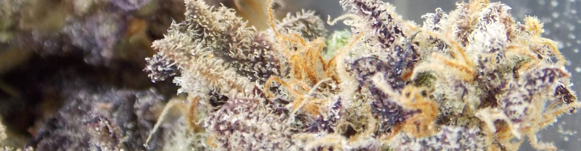Working With Cannabis