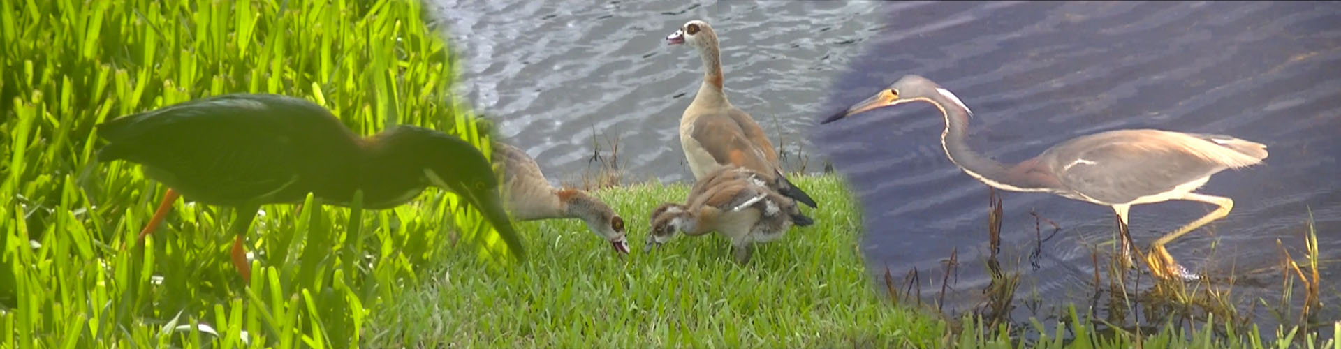 Birds and other animals