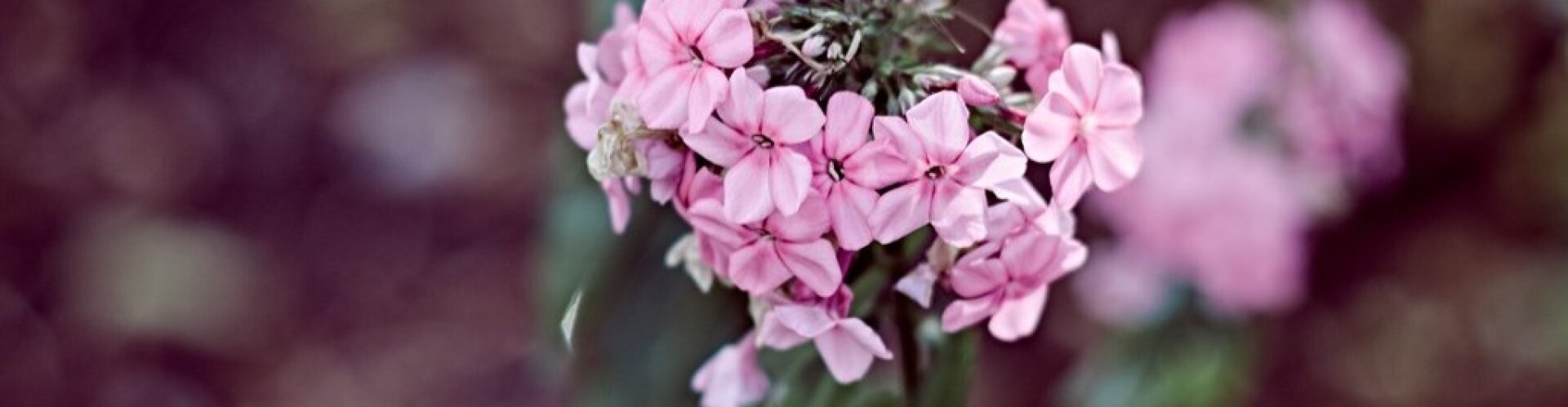 Little Pink Flowers