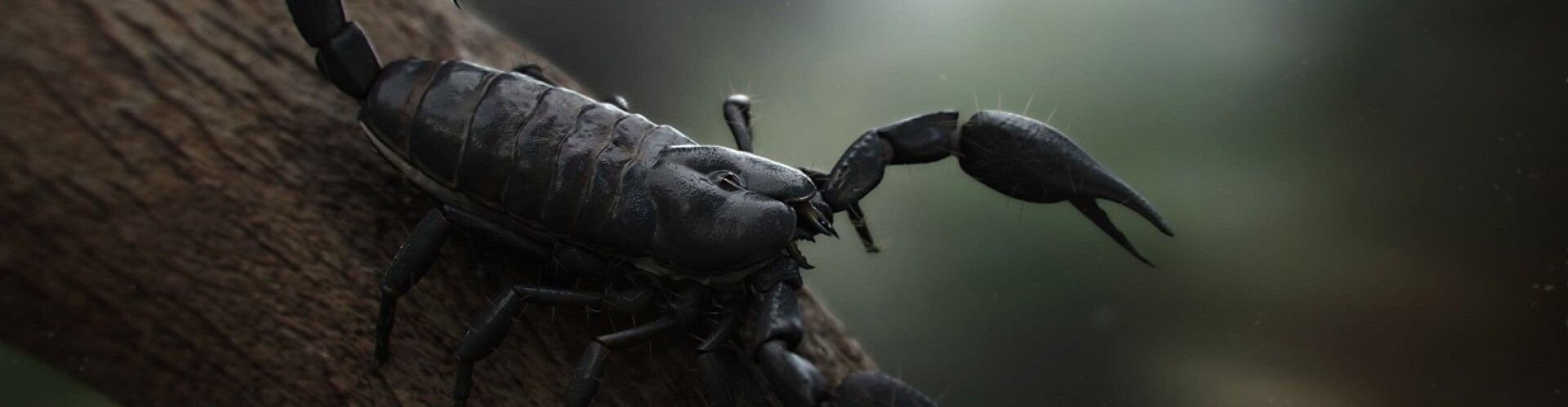 Scorpiongrace
