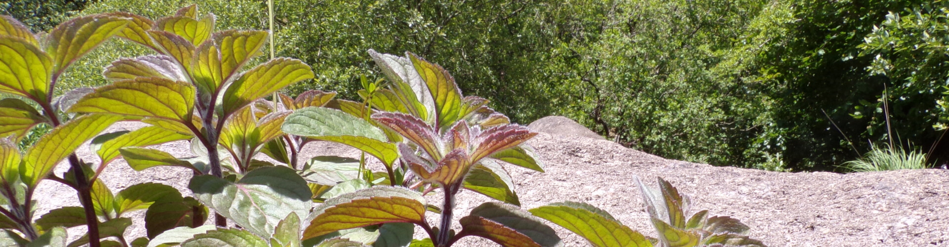 Natural Medicine - Healing Properties