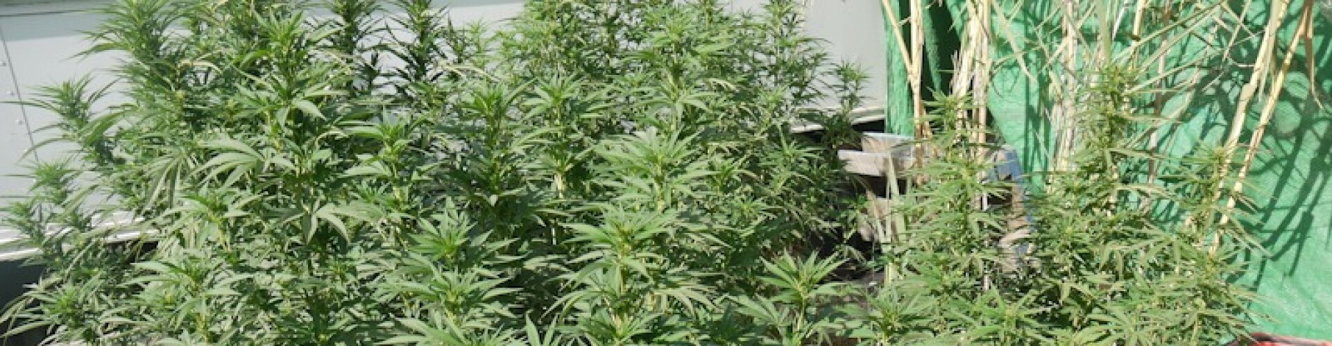 My outdoor grow diary