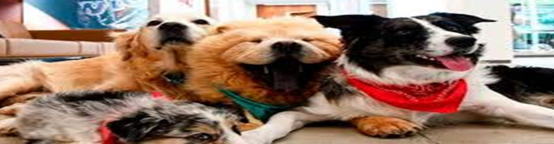 my dog friend