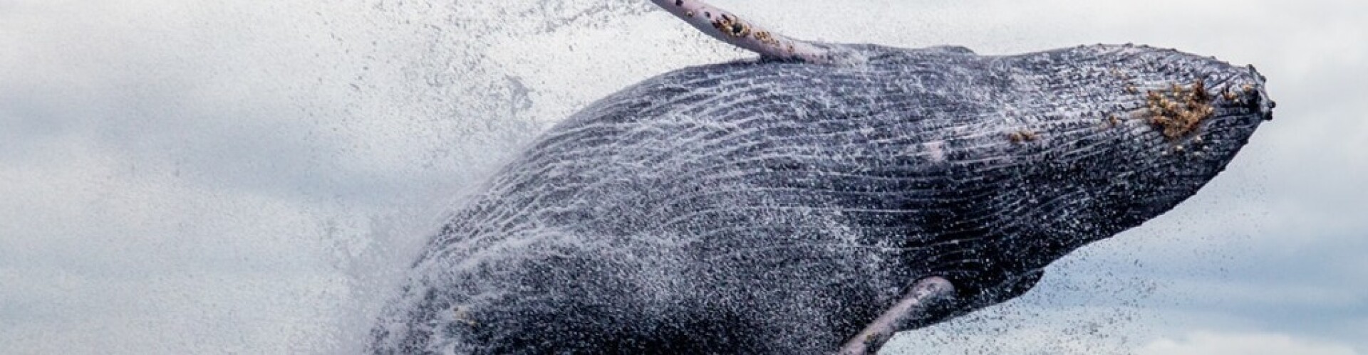 Whale Tracking