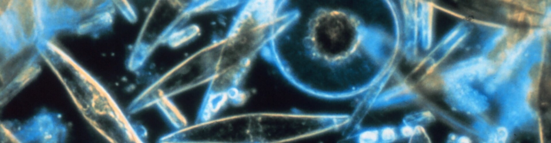 CryptoPlankton - Adventures in Crypto