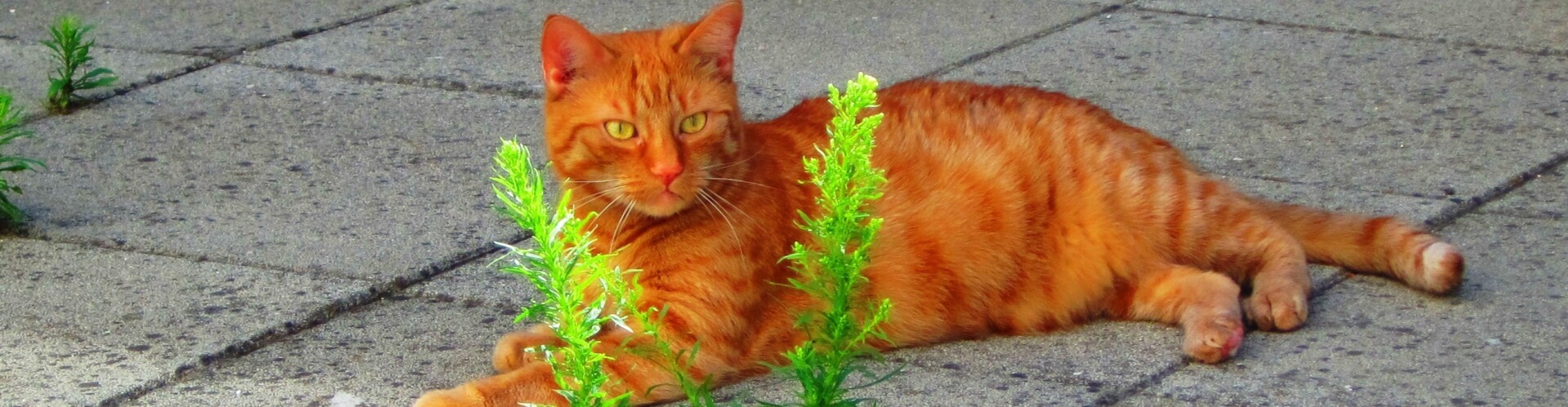My Cats - Meine Katzen