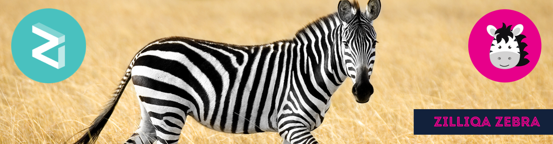 Zilliqa Zebra's Blog on All Things Zilliqa