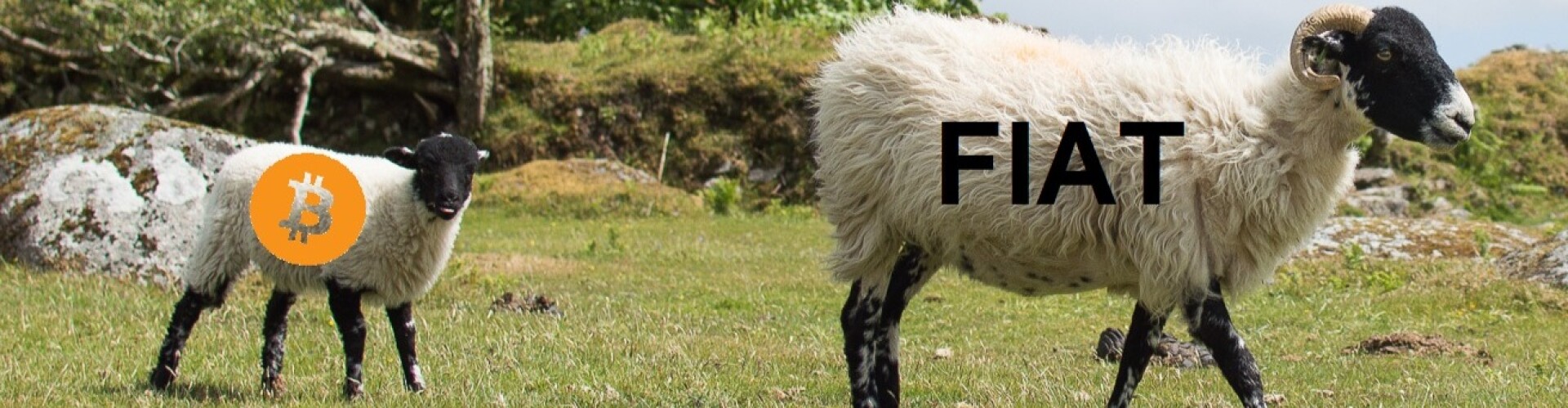 Crypto Autonomy