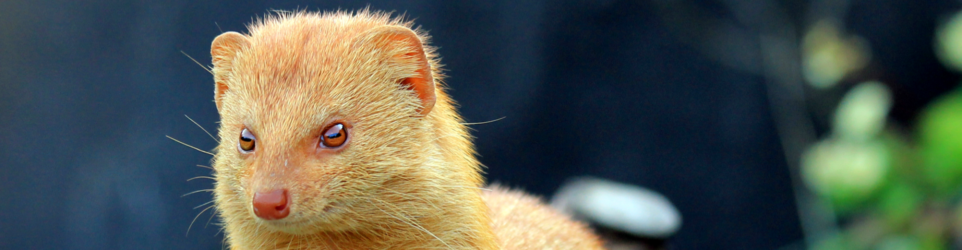 Moonless Mongeese Mourn