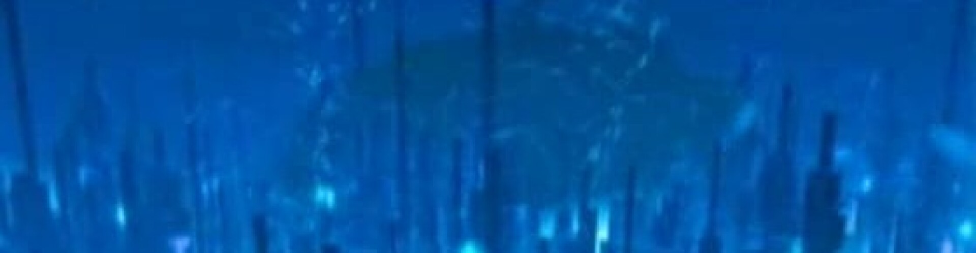 Whispers of Digital Sea