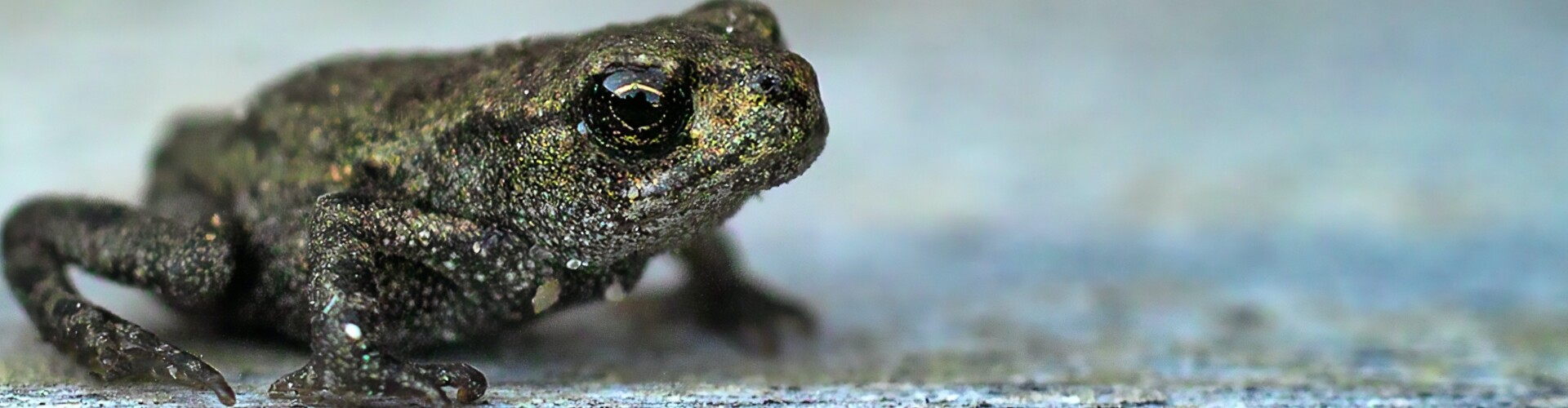 Amphibious Thoughts