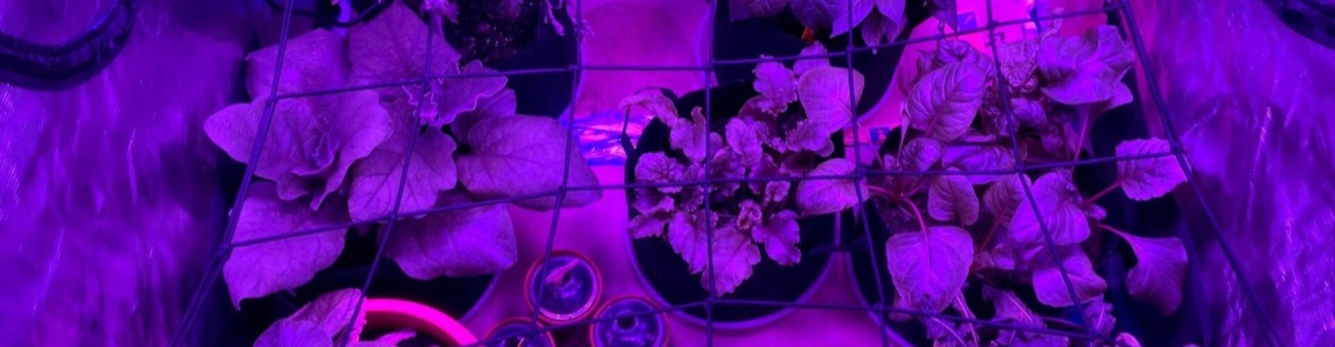 GardenFox