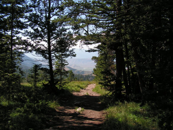 wood trail