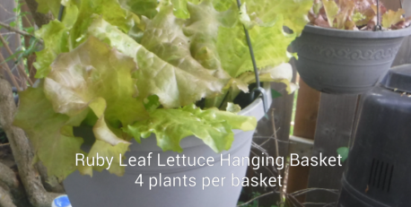 Ruby Leaf Lettuce