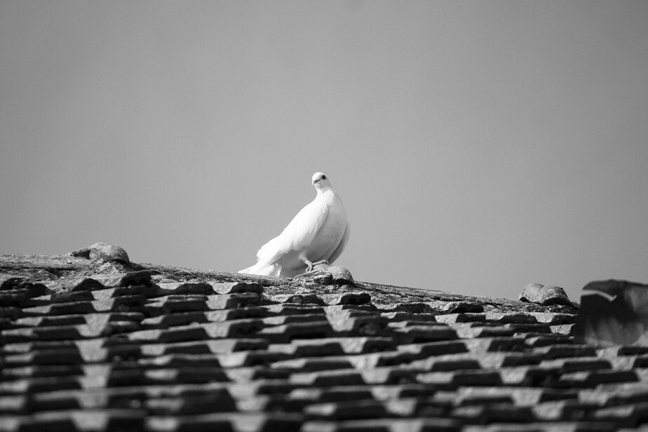 Pigeon