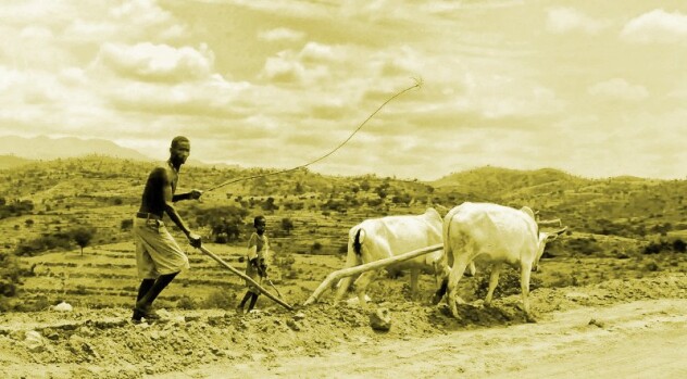 men plough fields with animals
