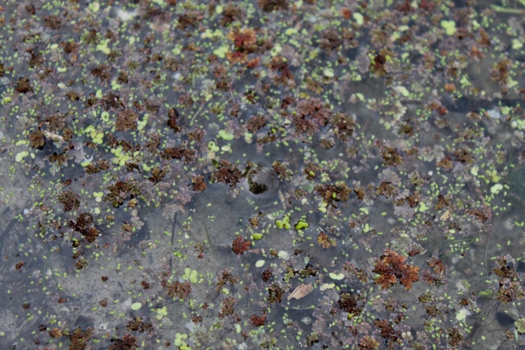 Marsh Terrapin Hatchling in Water