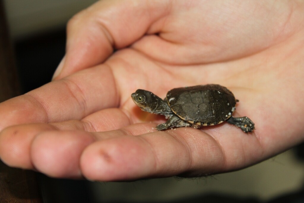 Marsh Terrapin Hatchling