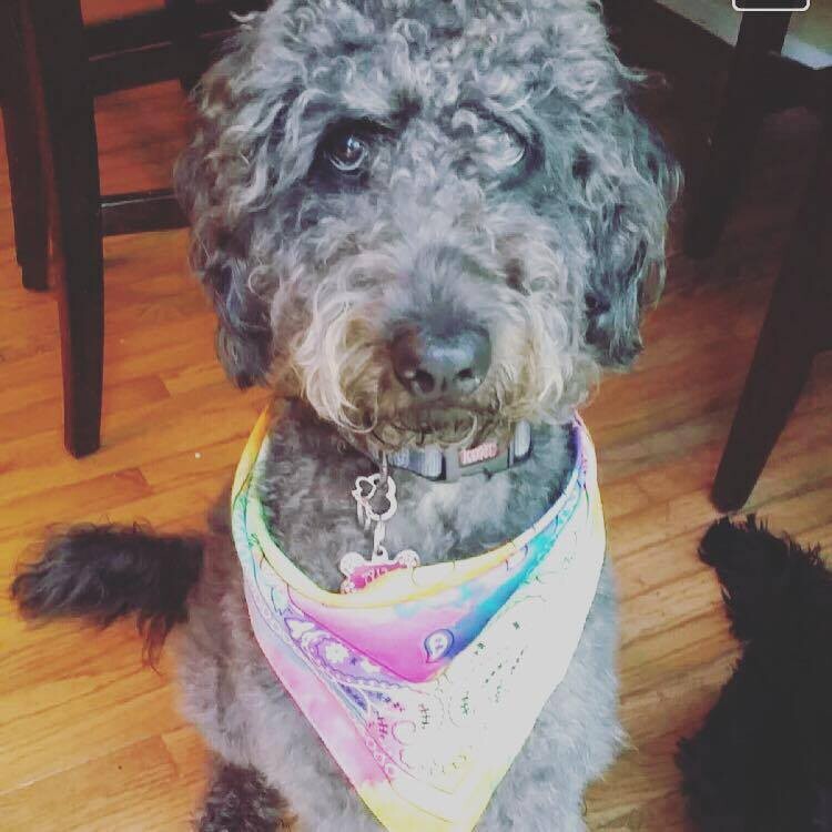 Black/Gray labradoodle named Ava wearing her rainbow tie-dye bandana and posing for the camera