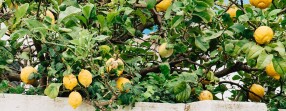 Lemon Trees Hawai'i