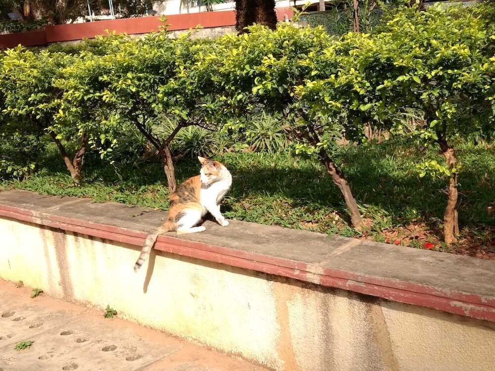 cat, meow, pet, nature
