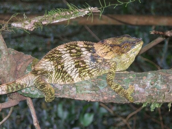 Panther Chameleon Madagascar2