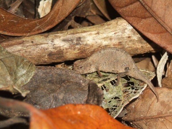 Tiny Chameleon
